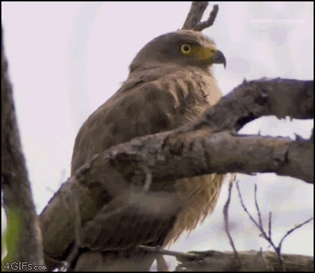The exact face I make when ambushed by falcons.  As performed by a falcon